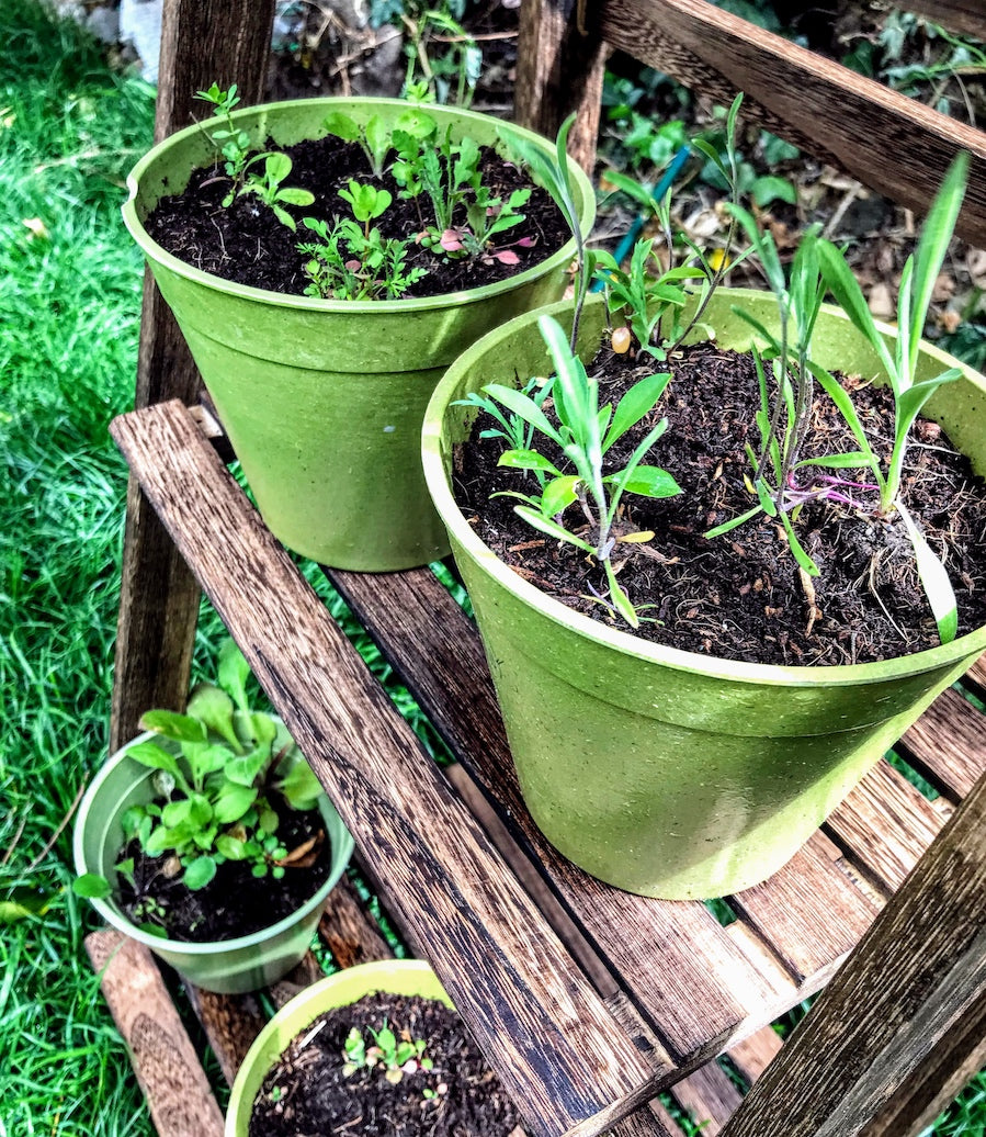 Mini-meadow Bamboo Pots Bee Mix