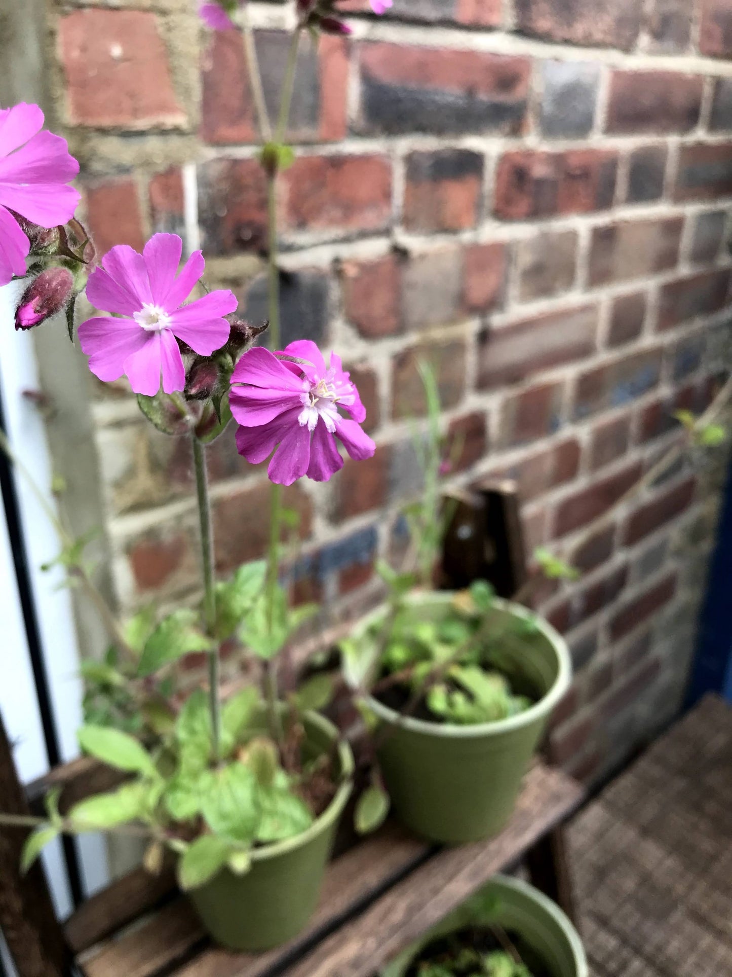 Mini-meadow Bamboo Pots Butterfly Mix