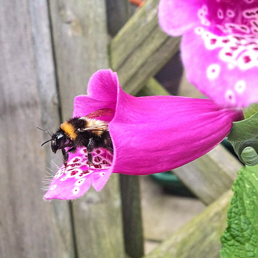 Bee Mix