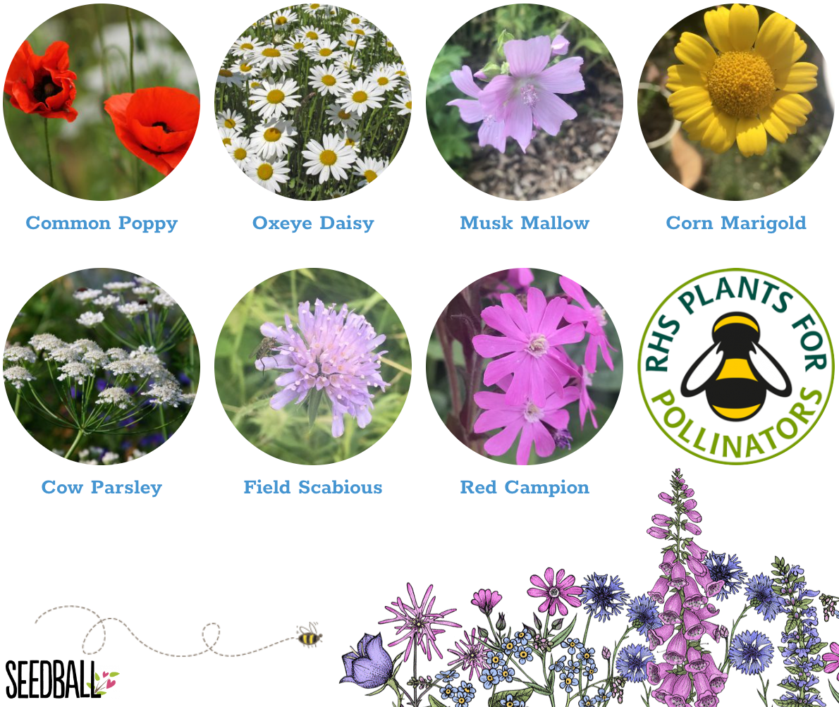 Seedball Artist’s Meadow Mix