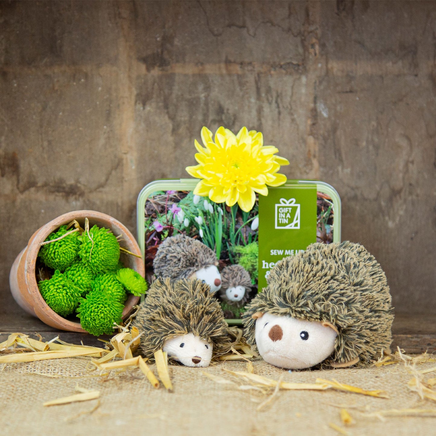 Gift In A Tin Sew Me Up Hedgehog & Hoglet