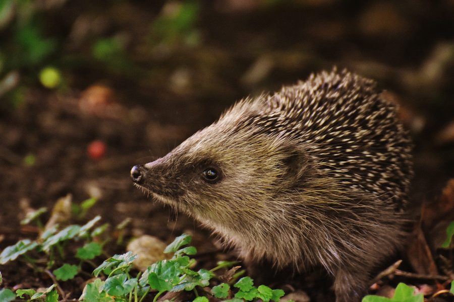 Hedgehog Mix