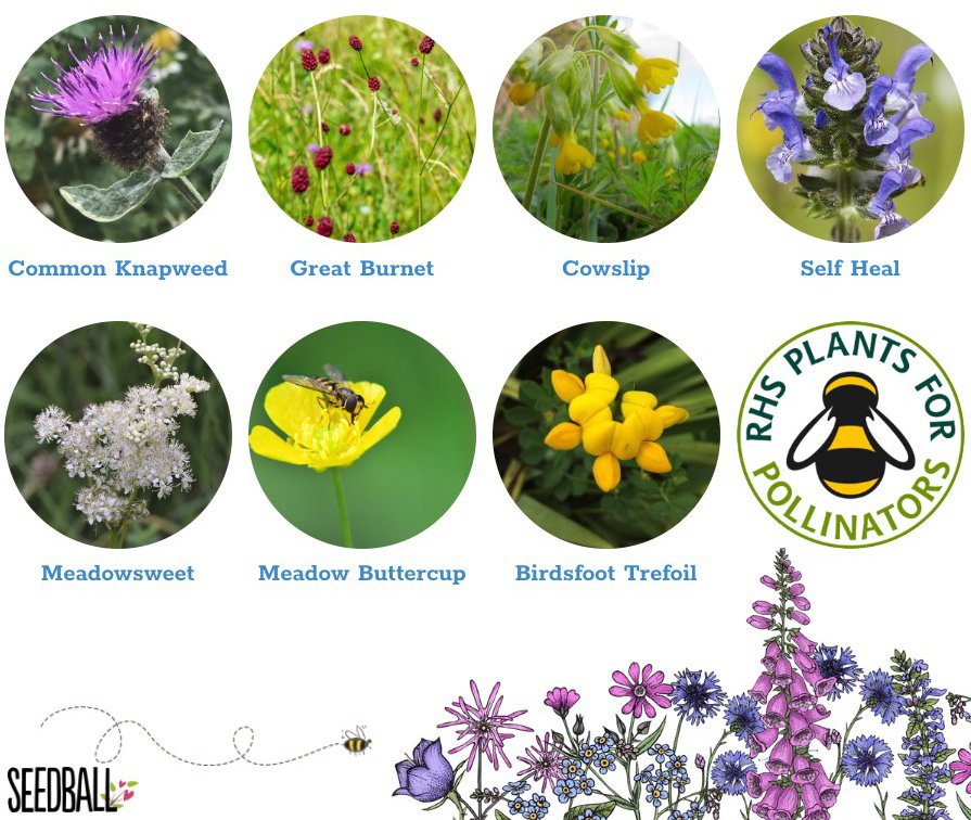 Shrill Carder Bumblebee Mix
